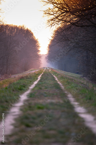 Leśna droga w lesie Odrzańskim / Forest road in the Odrzański forest