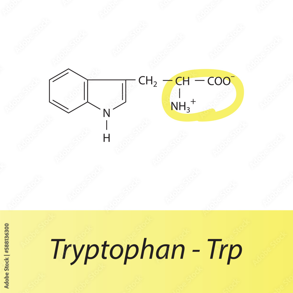Tryptophan Trp W amino acid structure. Skeletal formula with amino