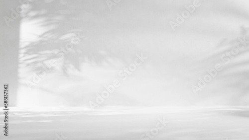 white empty room with sunlight and palm leafs shadows background, empty studio room background