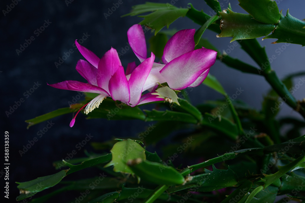 Beautiful pink and white cactus flower. Close up, Thanksgiving Cactus. Beautiful pink and white cactus flower. Close up, Thanksgiving Cactus.