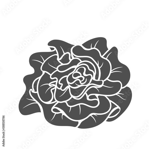 Lactuca sativa, Lettuce glyph icon vector illustration. Stamp of leafy vegetable for cooking vitamin salads, sandwiches and leaf wraps, whole fresh lettuce head with leaves for organic nutrition