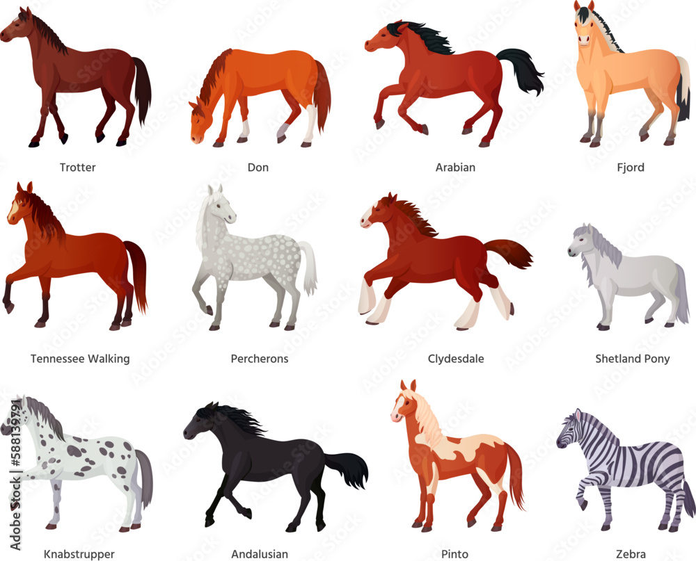 Horses breeds. Horse farm breeding for horseback riding, different breed thoroughbred clydesdale miniature pony beautiful shetland mare trotter zebra ingenious vector illustration