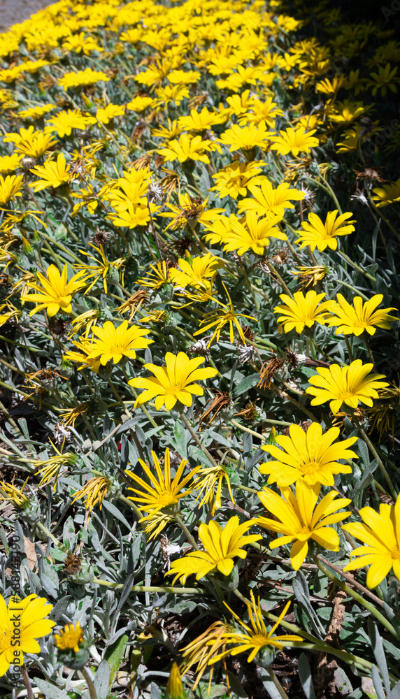 Flowering shrub with yellow flowers (Pallenis maritima). Flowering shrub with yellow flowers (Pallenis maritima).