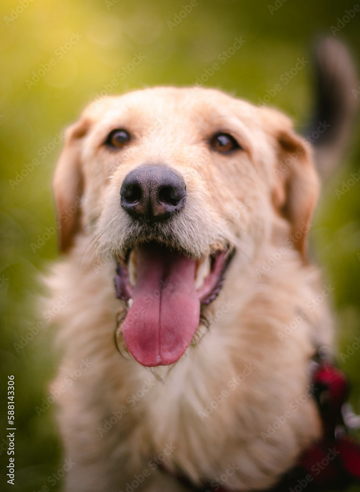 Perro feliz en el parque Perro feliz en el parque