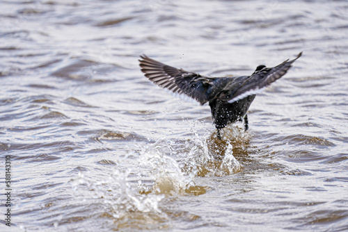 American coot takes off from a lake