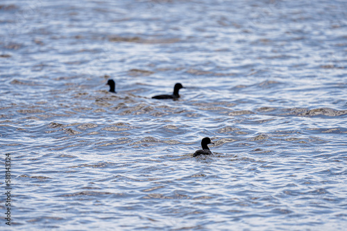 American coot trio floating in rough water