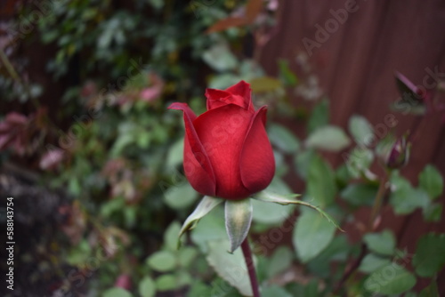 Red rose bud in garden 2