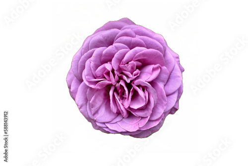 Purple Rose no background