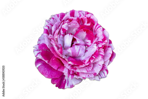 Pink and White Stripe Rose no background
