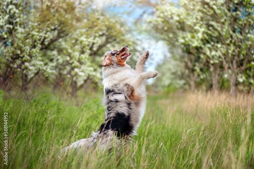 Shepher dog standing on hind legs in the blooming garden photo