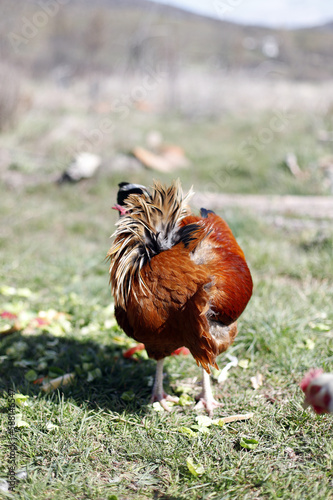 gallo limpiando sus plumas en el corral
