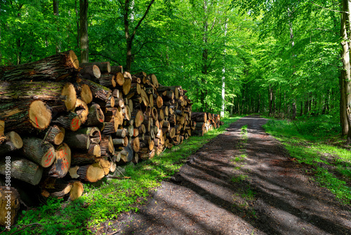 Drewno opałowe na składzie w lesie / Firewood in a stockpile in the forest