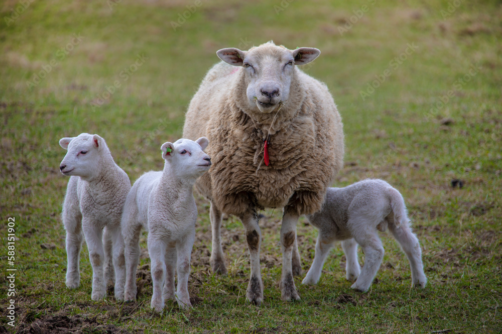 Spring lambs. Sheep in field with its newborn lambs Spring lambs. Sheep in field with its newborn lambs