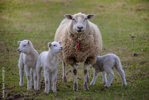 Spring lambs. Sheep in field with its newborn lambs
