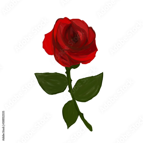 blossom red rose isolated 