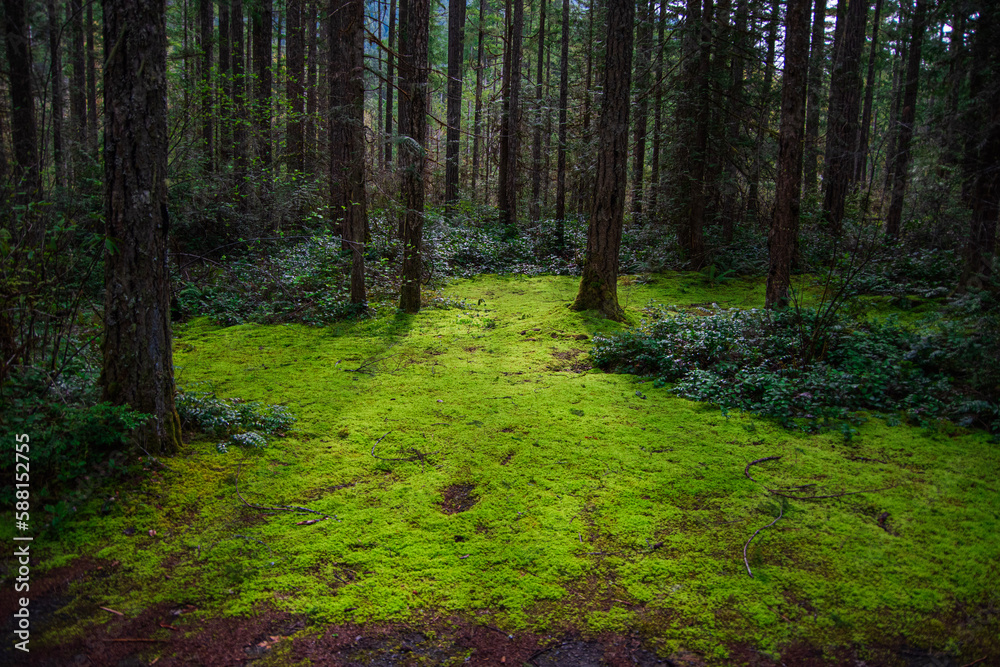 Fototapeta premium footpath in the woods