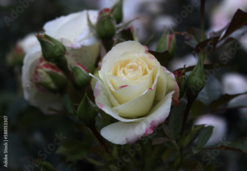 white rose on a tree