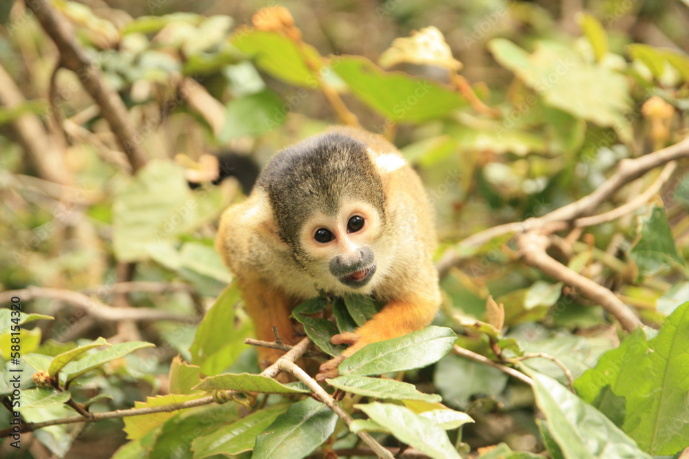 Squirrel Monkey Squirrel Monkey