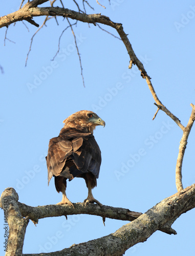 Bateleur Eagle on tree