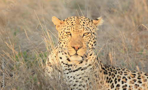 leopard in the grass