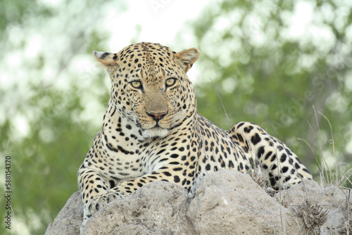 leopard in the rock
