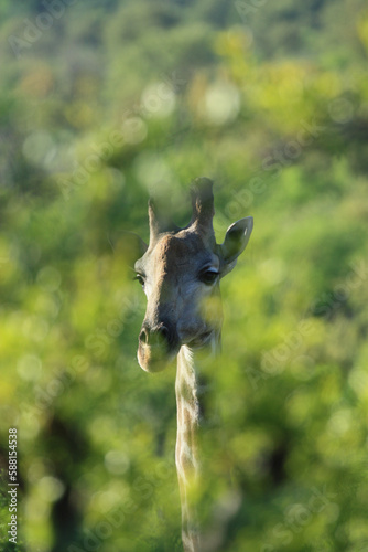 Giraffe seen through a green hedge