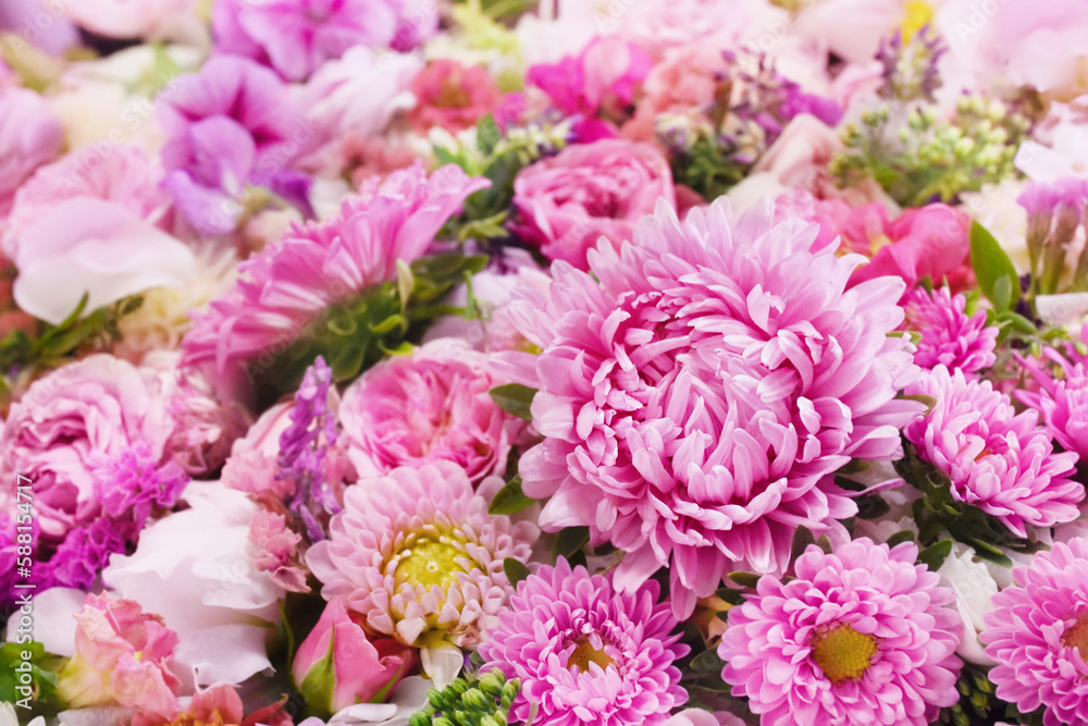 Delicate blooming festive asters and chrysanthemums, blossoming pink summer flowers bright background, bouquet floral card, selective focus