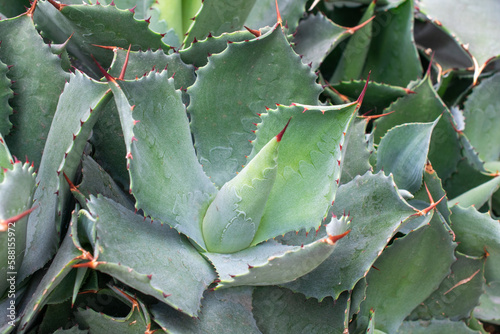Whale’s Tongue | Agave Chiapensis close-up