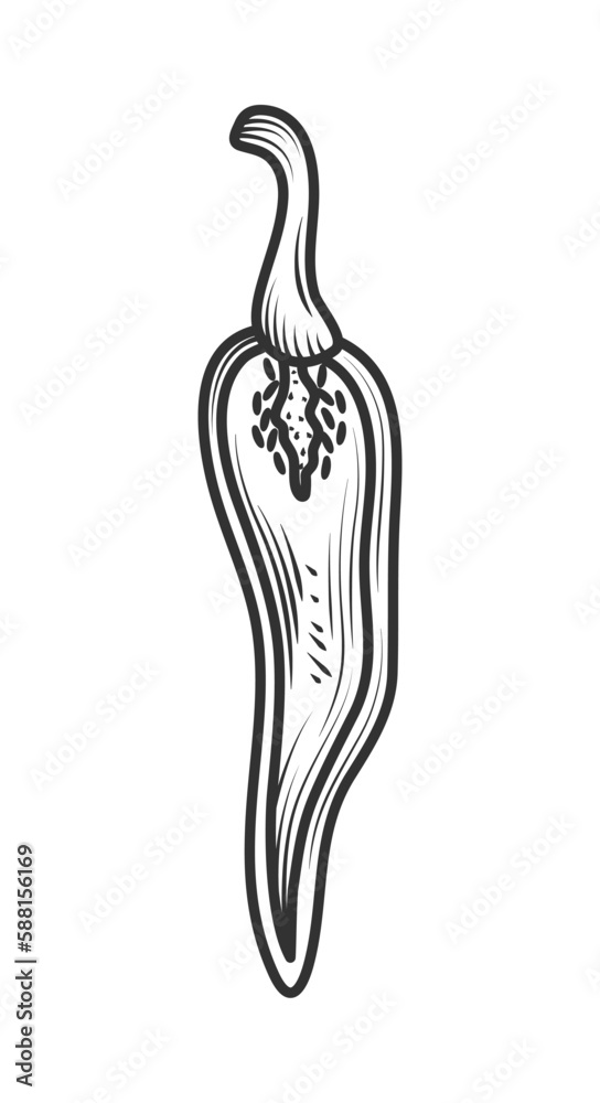 Vector sketch of organic vegetable chili Vector sketch of organic vegetable chili