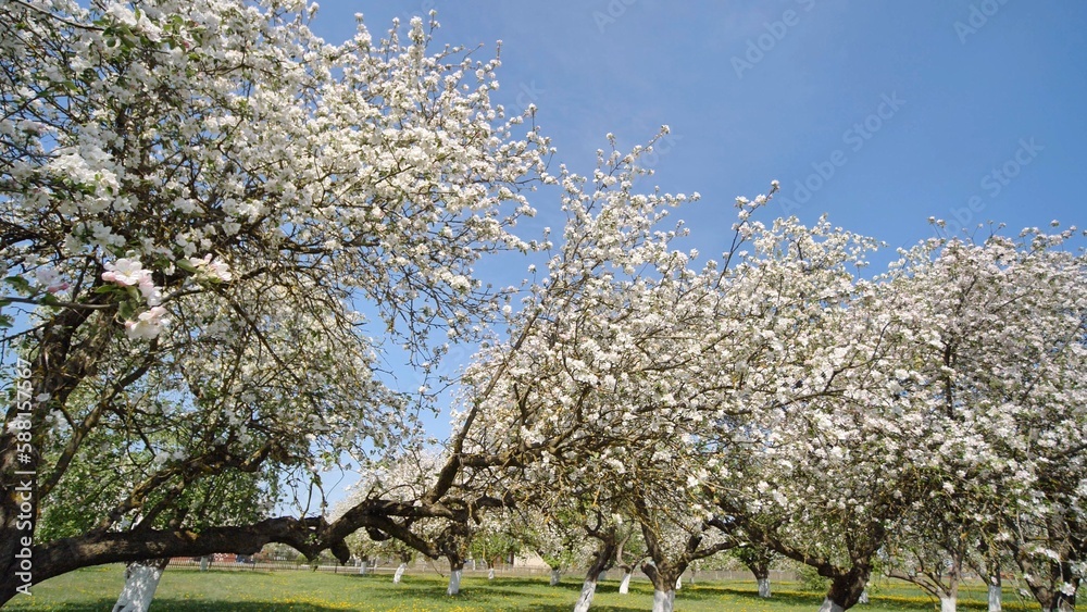 Flowering apple trees in a Russian village in may. Video in motion with the sounds of lively villages and birds. Flowering apple trees in a Russian village in may. Video in motion with the sounds of lively villages and birds.