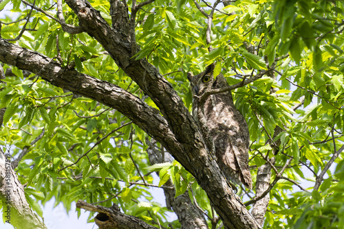 Great horned owl. Bubo virginianus