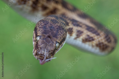 Close up of Australian Children's Python flickereing it's tongue