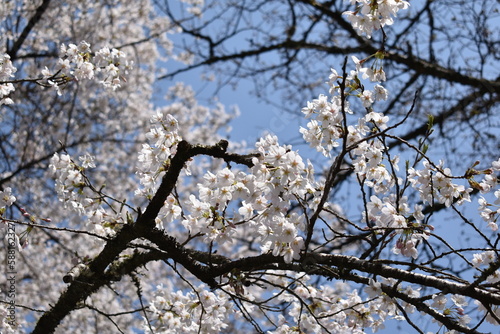 桜色の世界