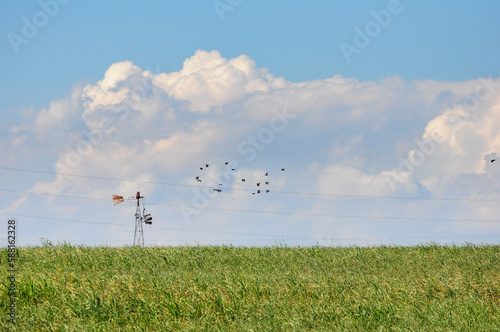 Field with power lines and a flock of birds flying, and a sky with many clouds