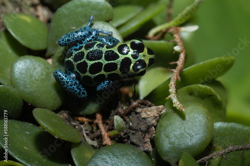 Mimic poison frog (Zimmerman's poison frog Amphibian) close up on a leaf photo