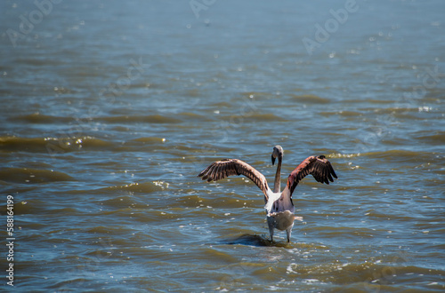 vuelo de ave en lago con aguas tranquilas