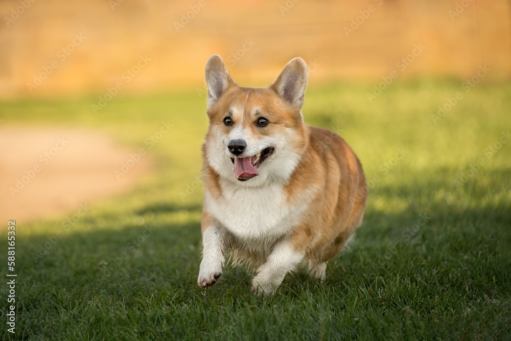 cheerful cute corgi. dog in the grass