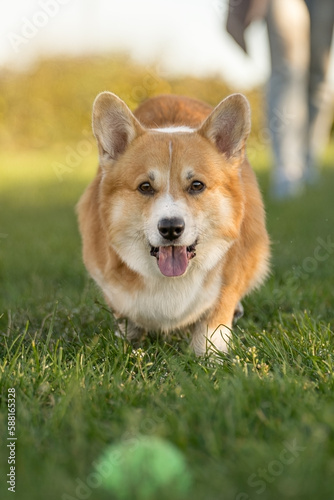 cheerful cute corgi. dog in the grass