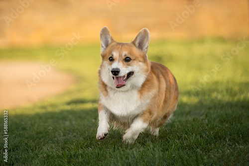 cheerful cute corgi. dog in the grass