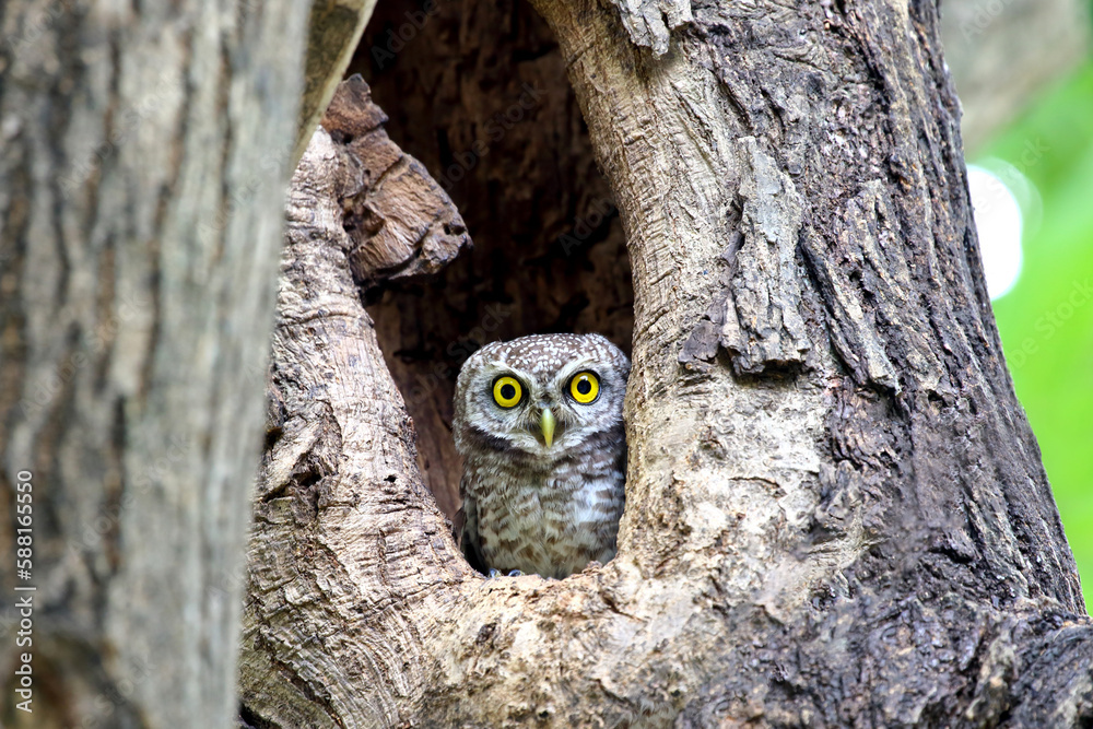Little spotted owlet in the hollow of a tree. Cute of animal Little spotted owlet in the hollow of a tree. Cute of animal