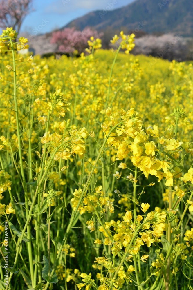 Obraz premium 春の菜の花畑とサクラ
