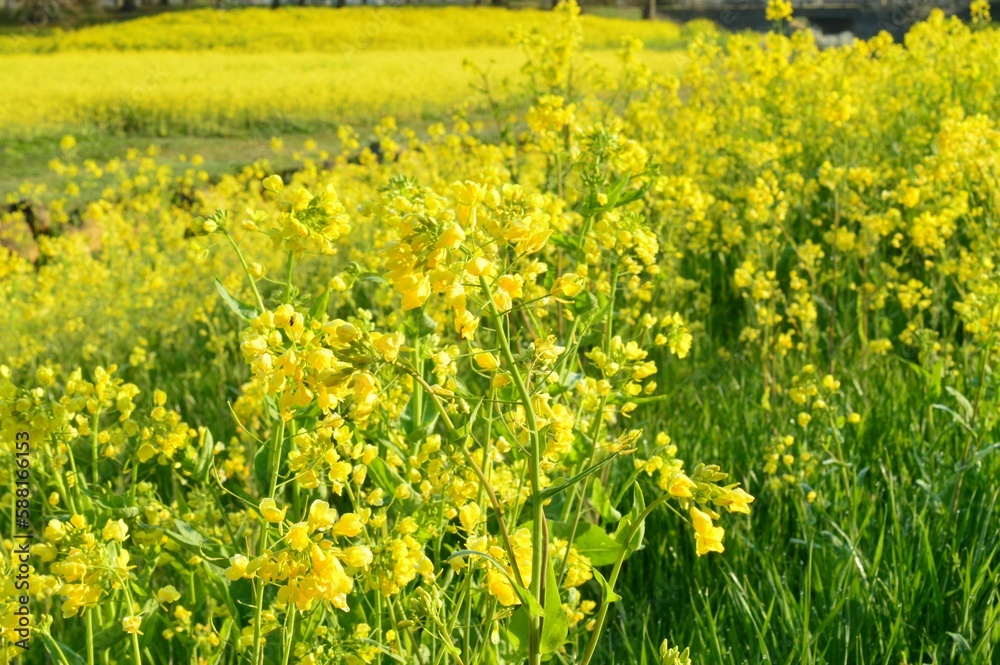 Fototapeta premium 春の訪れを告げる菜の花