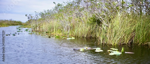 Wunderschöne Aufnahme in den Everglades Florida USA 