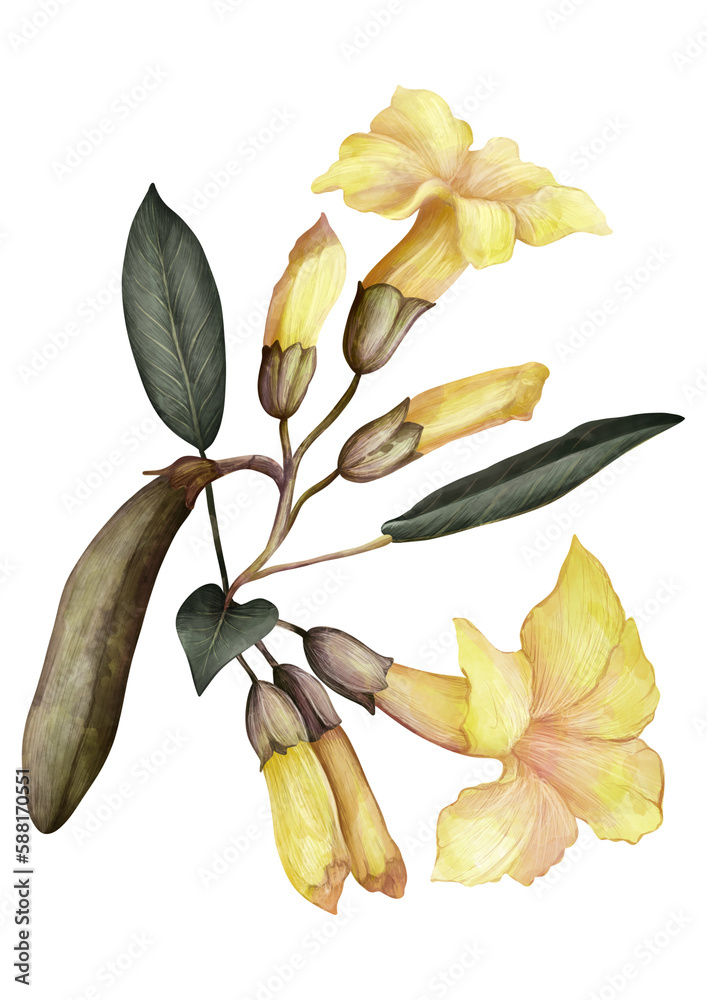 Yellow Tabebuia flower botanical drawing Yellow Tabebuia flower botanical drawing