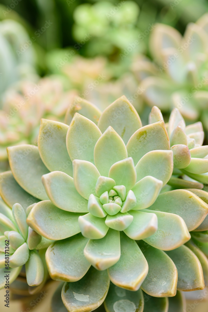 Close up of beautiful green cactus succulent plant nature background Close up of beautiful green cactus succulent plant nature background