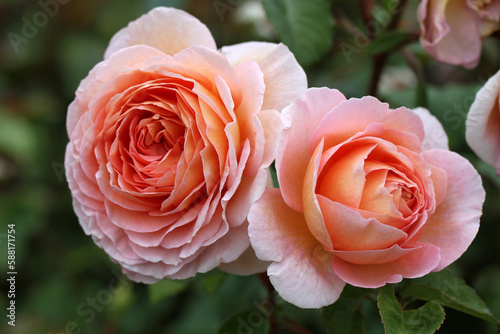 Abraham Darby (Auscot).  A beautiful English rose bred by David Austin. photo