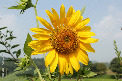Photo of the sunflower