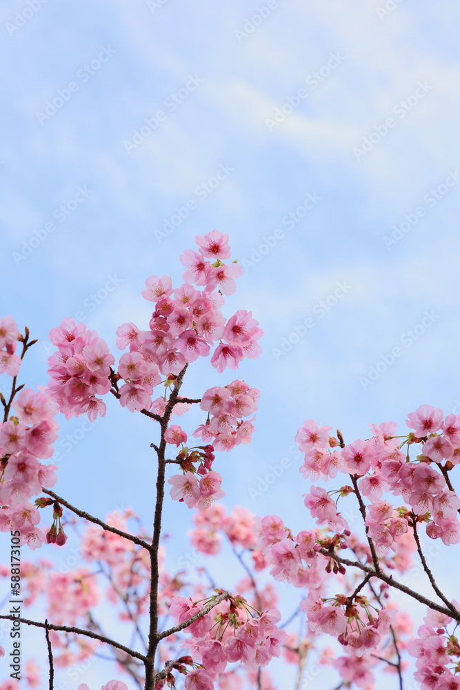 青空に映える満開の陽光桜