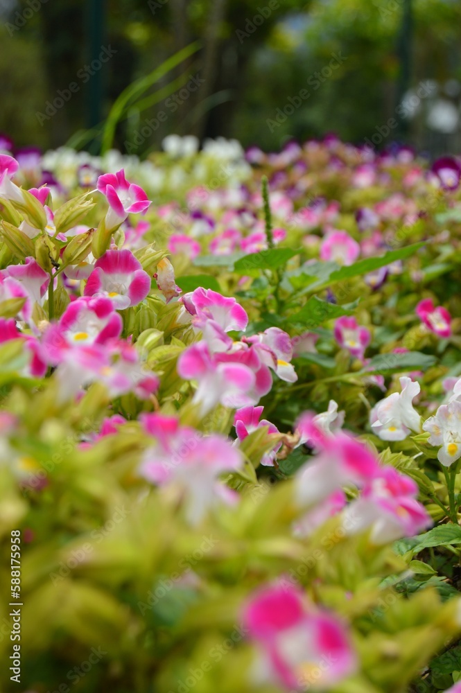 Cianjur, Indonesia – February 23, 2020: Glimpse Of Taman Bunga Nusantara. Sprawling Gardens With Many Flowers, A Large Hedge Maze, Topiary, A Lake & More. Selected Focus Cianjur, Indonesia – February 23, 2020: Glimpse Of Taman Bunga Nusantara. Sprawling Gardens With Many Flowers, A Large Hedge Maze, Topiary, A Lake & More. Selected Focus