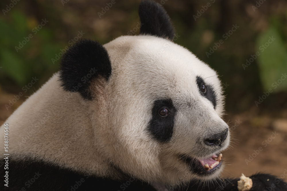 A giant panda sitting on a rock, portrait A giant panda sitting on a rock, portrait